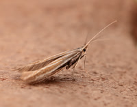 37.055 BF541 Coleophora pyrrhulipennella