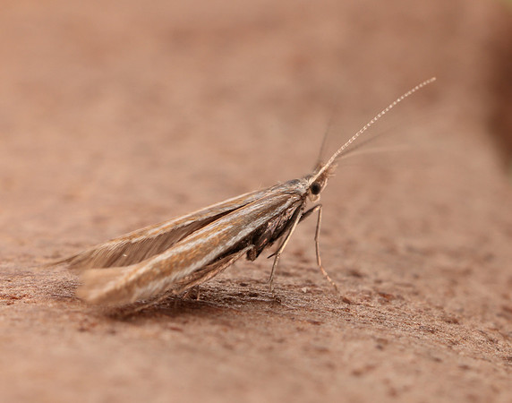 37.055 BF541 Coleophora pyrrhulipennella