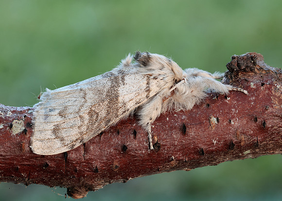 72.015 BF2028 Pale Tussock Calliteara pudibunda