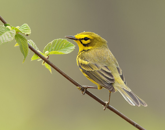 Prairie Warbler Setophaga discolor
