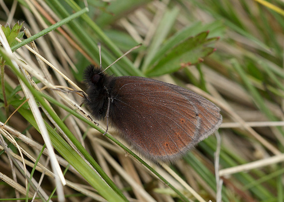 Mountain Ringlet Erebia epiphron