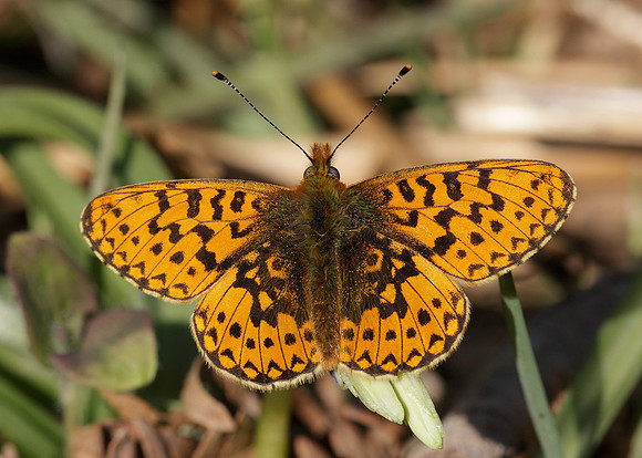 Pearl-Bordered Fritillary Boloria euphrosyne
