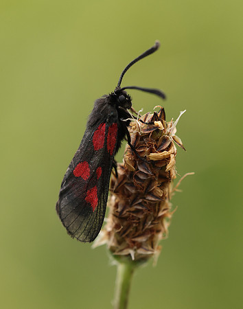 54.007 BF168 New Forest Burnet Zygaena viciae