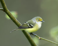 White-eyed Vireo Vireo griseus