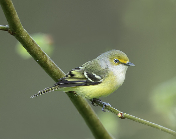 White-eyed Vireo Vireo griseus
