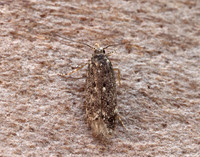28.010 BF647 Brown House-moth Hofmannophila pseudospretella