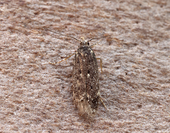 28.010 BF647 Brown House-moth Hofmannophila pseudospretella