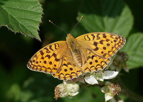 High Brown Fritillary Argynnis adippe