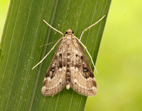 63.117 BF1348 Ringed China-mark Parapoynx stratiotata