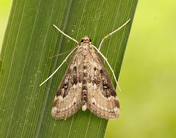 63.117 BF1348 Ringed China-mark Parapoynx stratiotata
