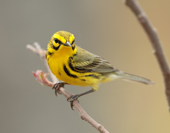 Prairie Warbler Setophaga discolor
