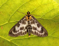 63.025 BF1376 Small Magpie Anania hortulata