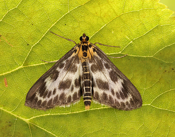 63.025 BF1376 Small Magpie Anania hortulata