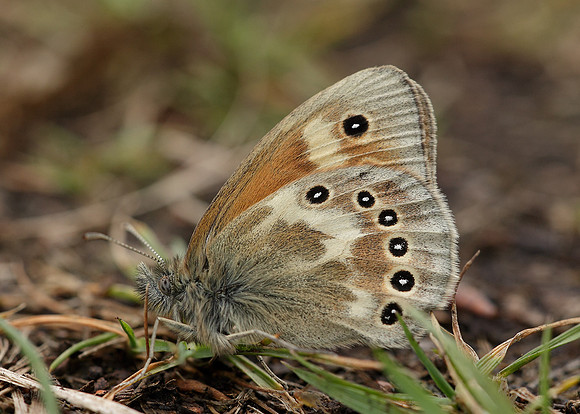 Large Heath Coenonympha tullia davus