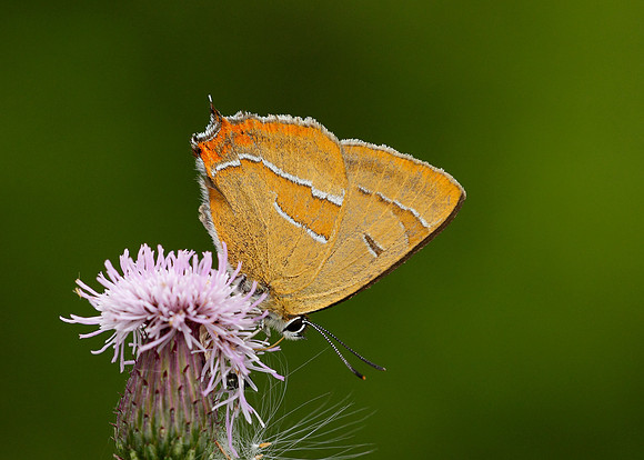 Brown Hairstreak Thecla betulae