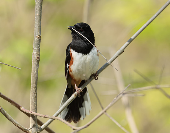 Eastern Towhee Pipilo erythrophthalmus