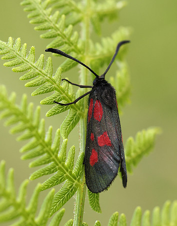 54.007 BF168 New Forest Burnet Zygaena viciae