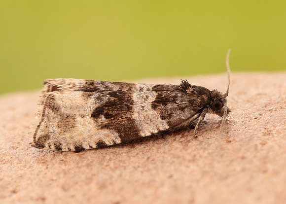 49.154 BF1087 Orthotaenia undulana