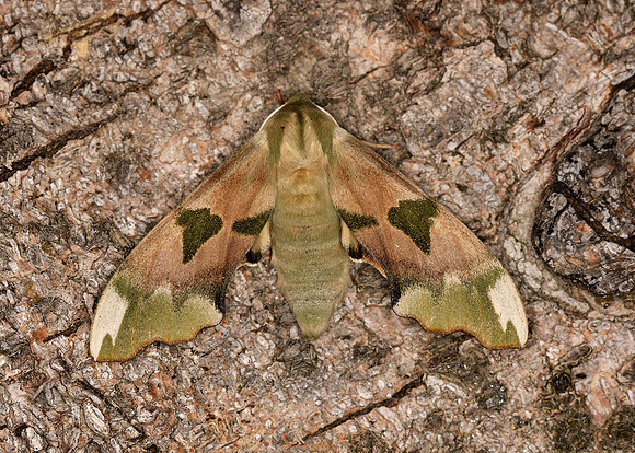 69.001 BF1979 Lime Hawk-moth Mimas tiliae