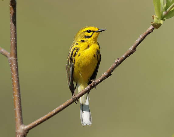 Prairie Warbler Setophaga discolor