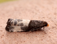 49.292 BF1174 Notocelia cynosbatella