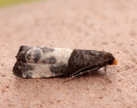 49.292 BF1174 Notocelia cynosbatella