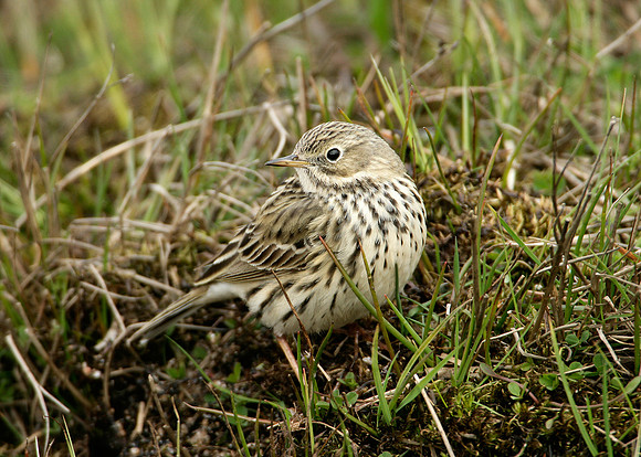 Meadow Pipit Anthus pratensis