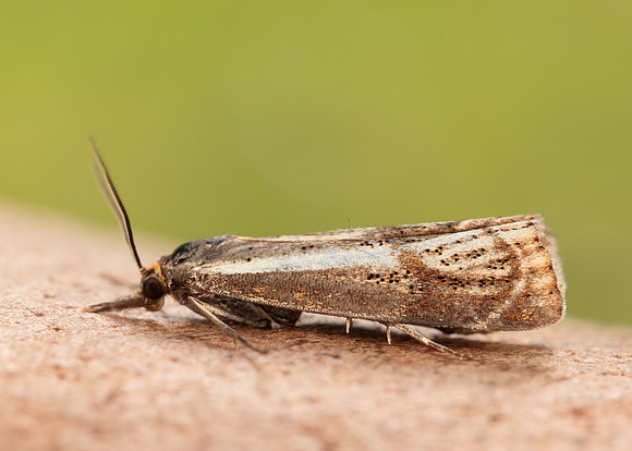 63.107 BF1321 Thisanotia chrysonuchella