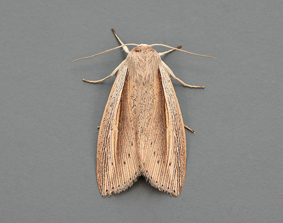 73.305 BF2209 Flame Wainscot Senta flammea
