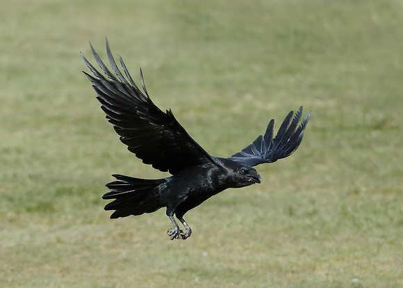 Raven Corvus corax