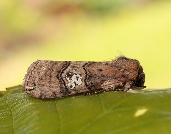 65.010 BF1654 Figure of Eighty Tethea ocularis