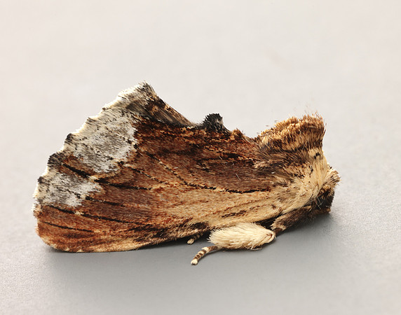 71.022 BF2009 Maple Prominent Ptilodon cucullina