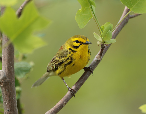Prairie Warbler Setophaga discolor