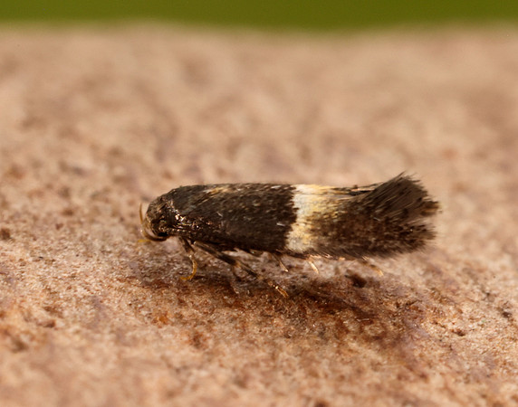 38.018 BF623 Elachista bisulcella