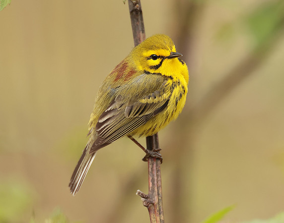 Prairie Warbler Setophaga discolor