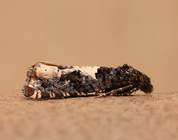 49.285 BF1184 Epiblema scutulana