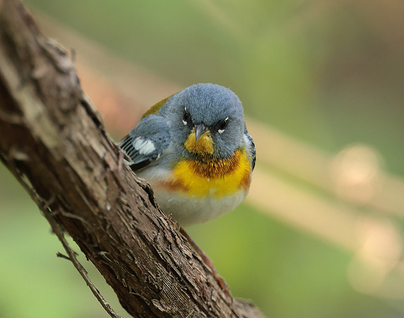 Northern Parula