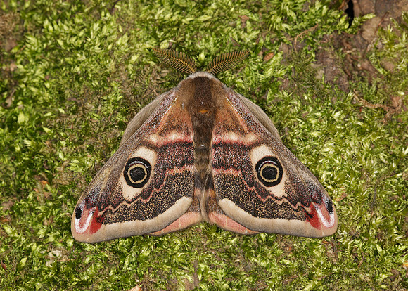 68.001BF 1643 Emperor Moth Saturnia pavonia