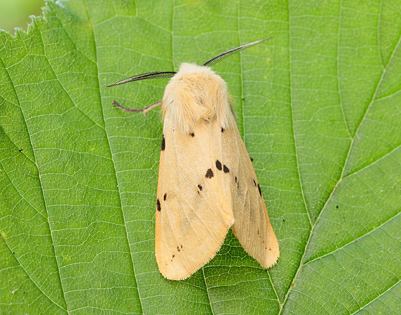 72.019 BF2061 Buff Ermine Spilosoma lutea