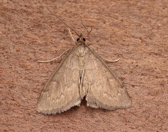 63.016 BF1386 Anania fuscalis