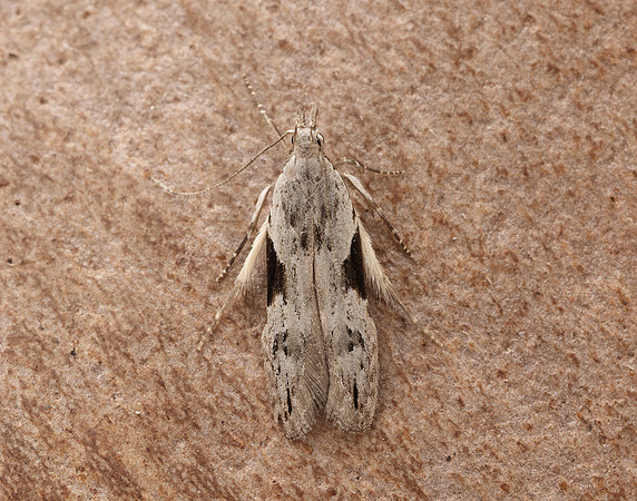 35.018 BF858 Hypatima rhomboidella