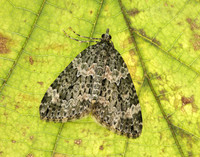 70.096 BF1761 Autumn Green Carpet Chloroclysta miata