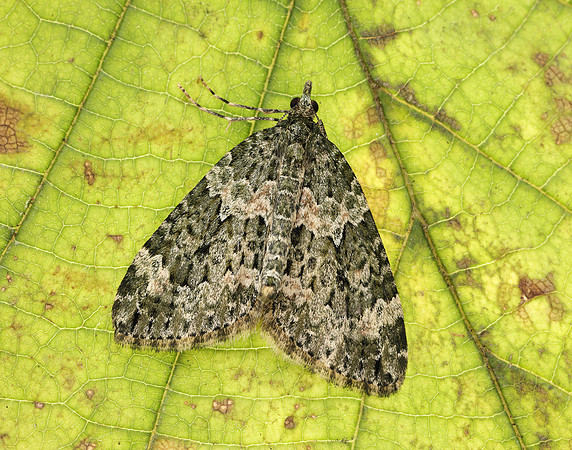 70.096 BF1761 Autumn Green Carpet Chloroclysta miata