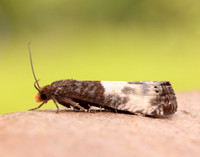 49.292 BF1174 Notocelia cynosbatella