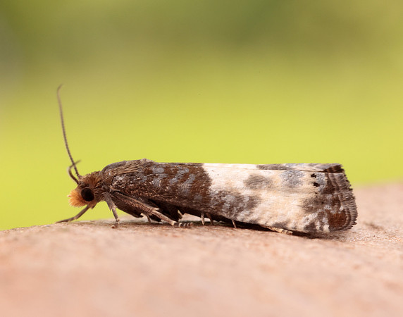 49.292 BF1174 Notocelia cynosbatella