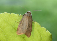 73.147 BF2345 Small Dotted Buff Photedes minima