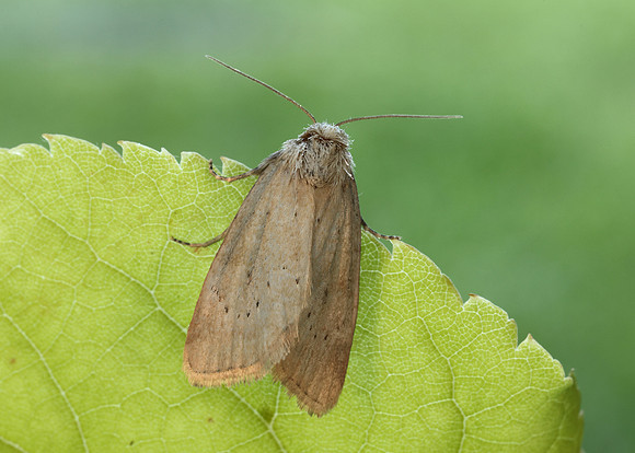 73.147 BF2345 Small Dotted Buff Photedes minima
