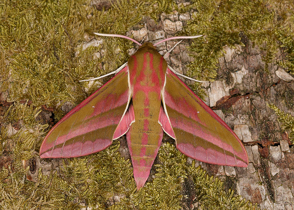 69.016 BF1991 Elephant Hawk-moth Deilephila elpenor