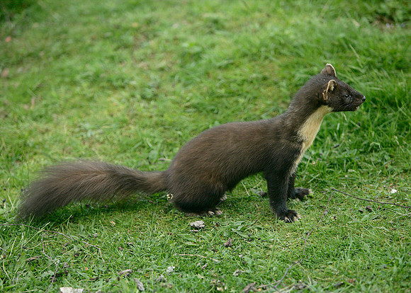 Pine Marten Martes martes
