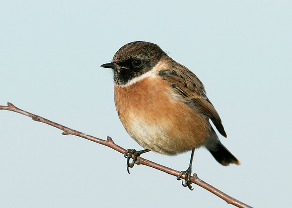 Stonechat Saxicola torquatus